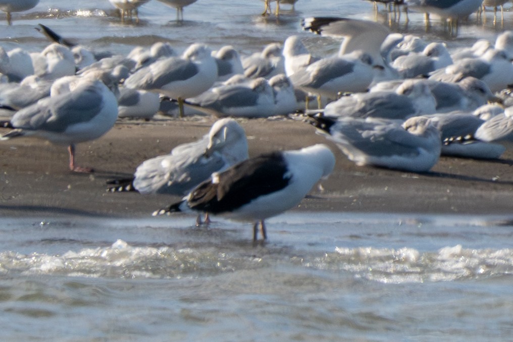 Great Black-backed Gull - ML646370792