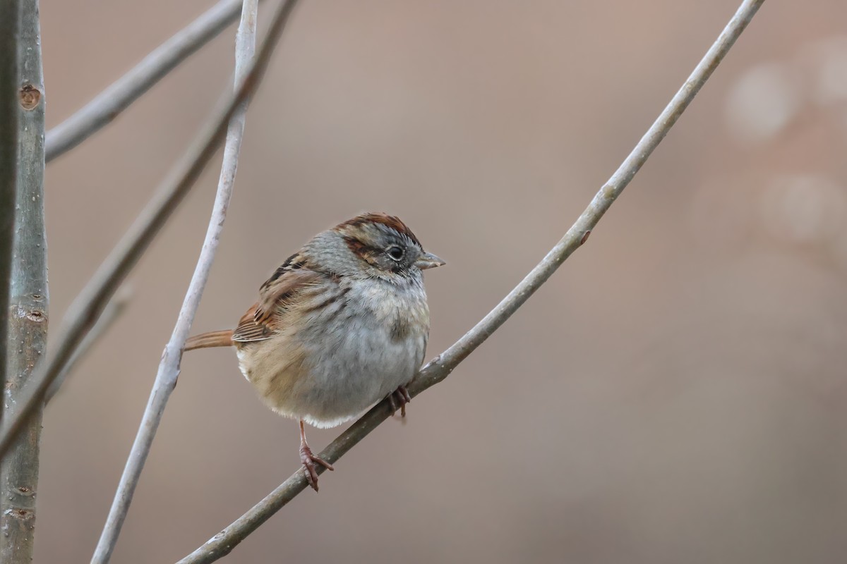 Swamp Sparrow - ML646370793