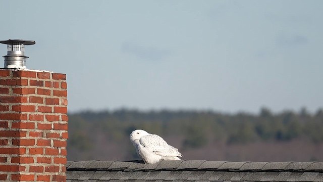 Snowy Owl - ML646370794