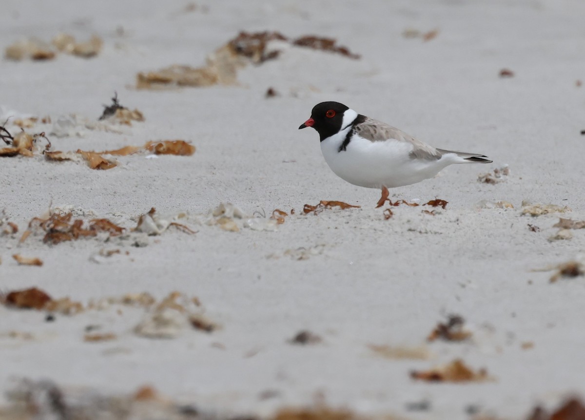 Hooded Plover - ML646370795