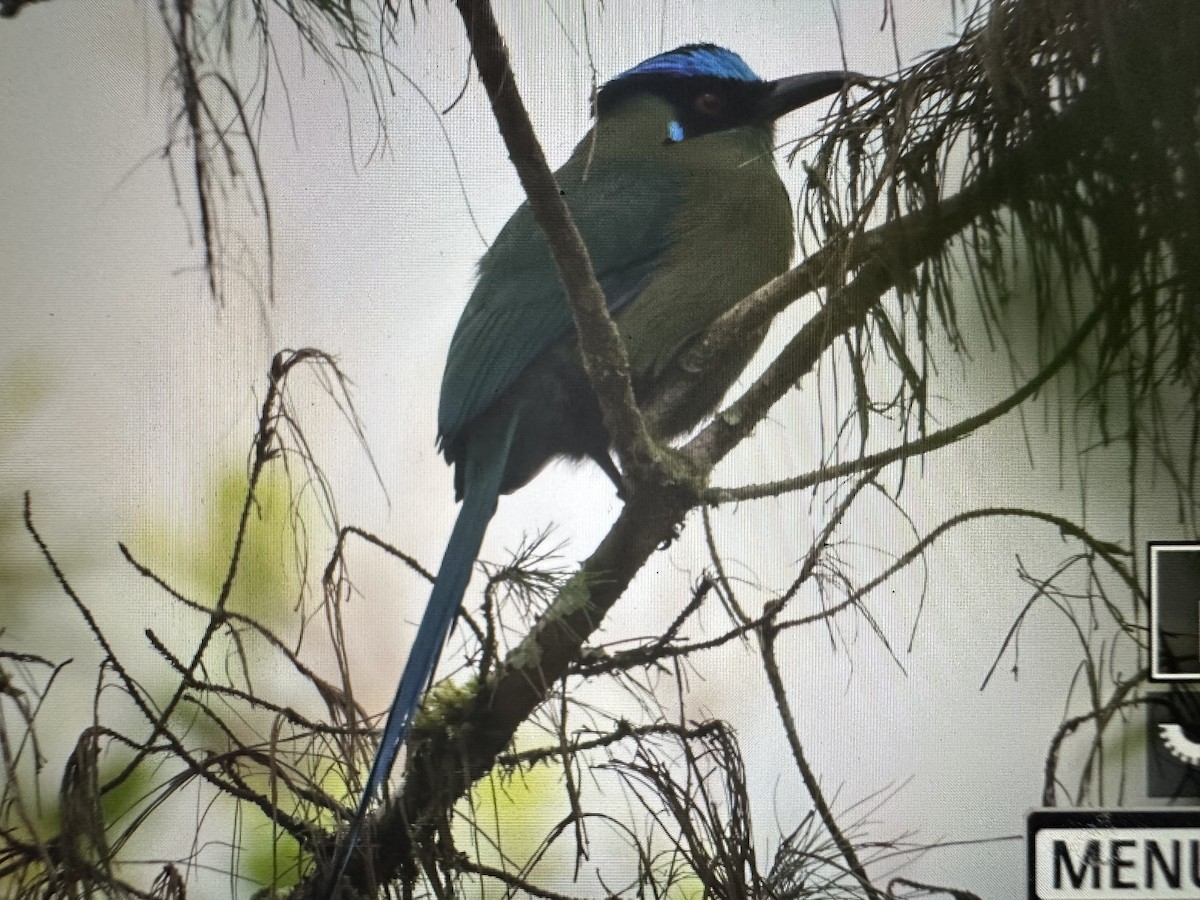 Andean Motmot - ML646370796