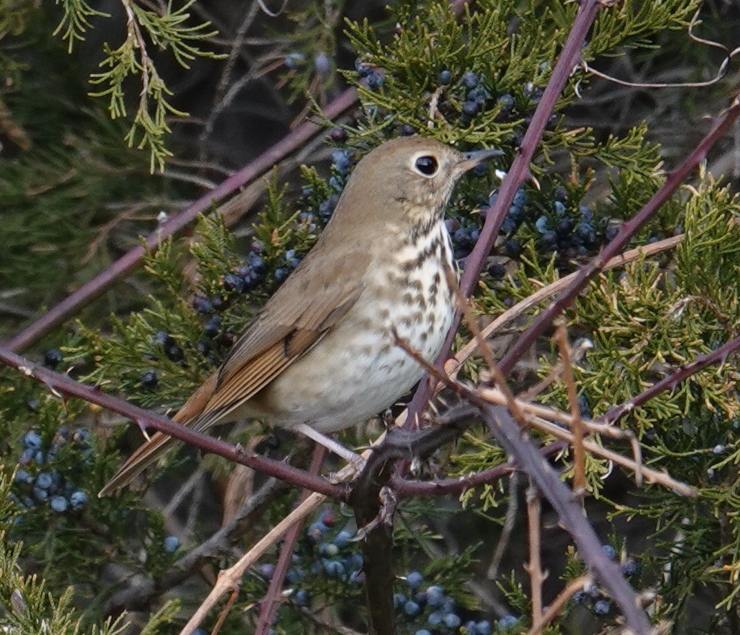 Hermit Thrush - ML646370797