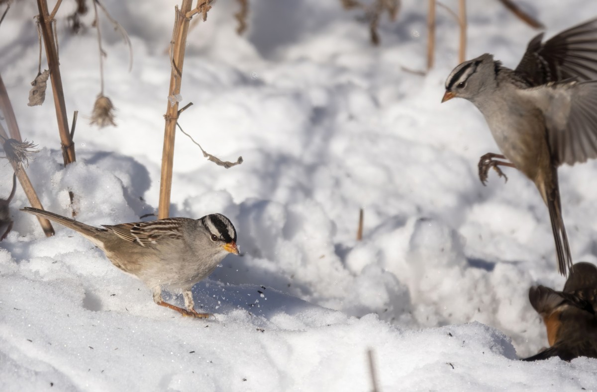 White-crowned Sparrow - ML646370798