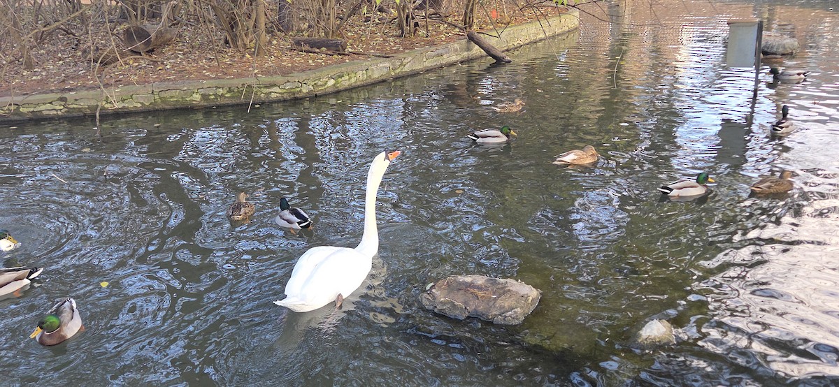 labuť velká - ML646370799