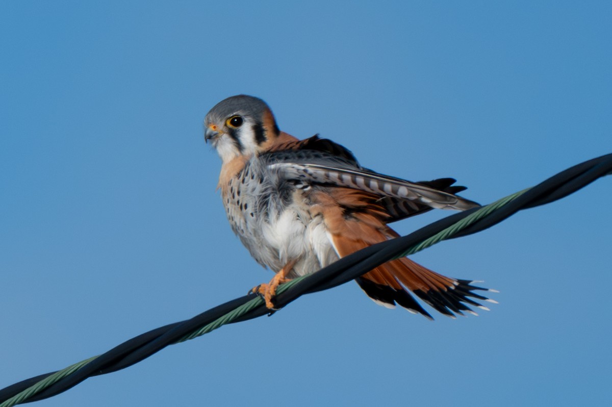 American Kestrel - ML646370800