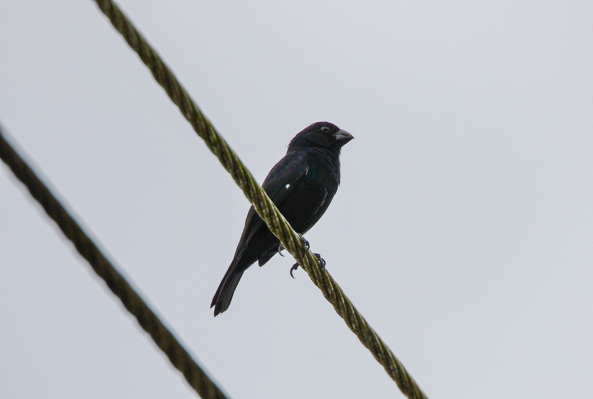 Variable Seedeater - ML646370801