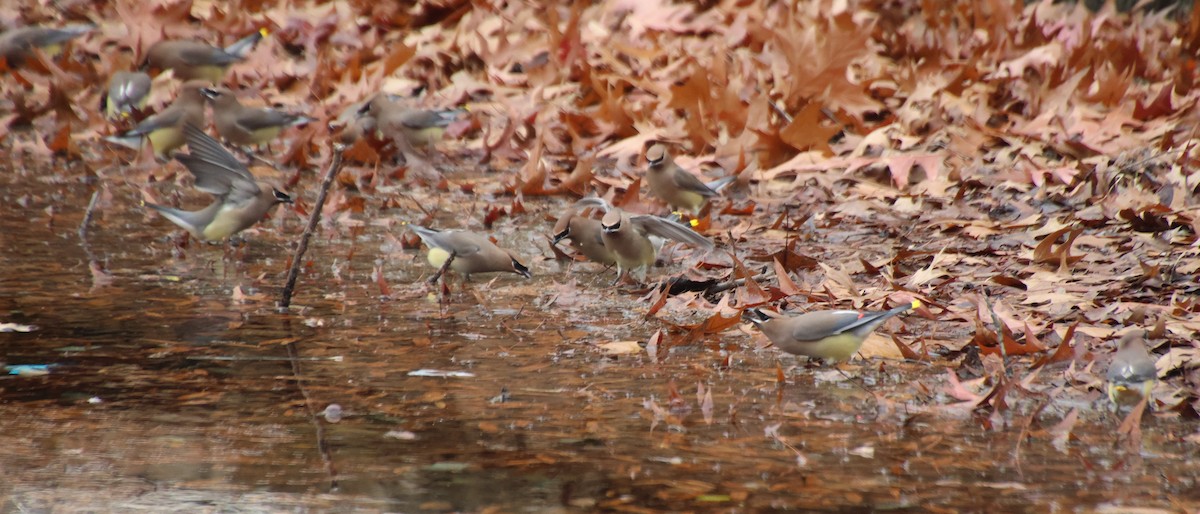 Cedar Waxwing - ML646370802