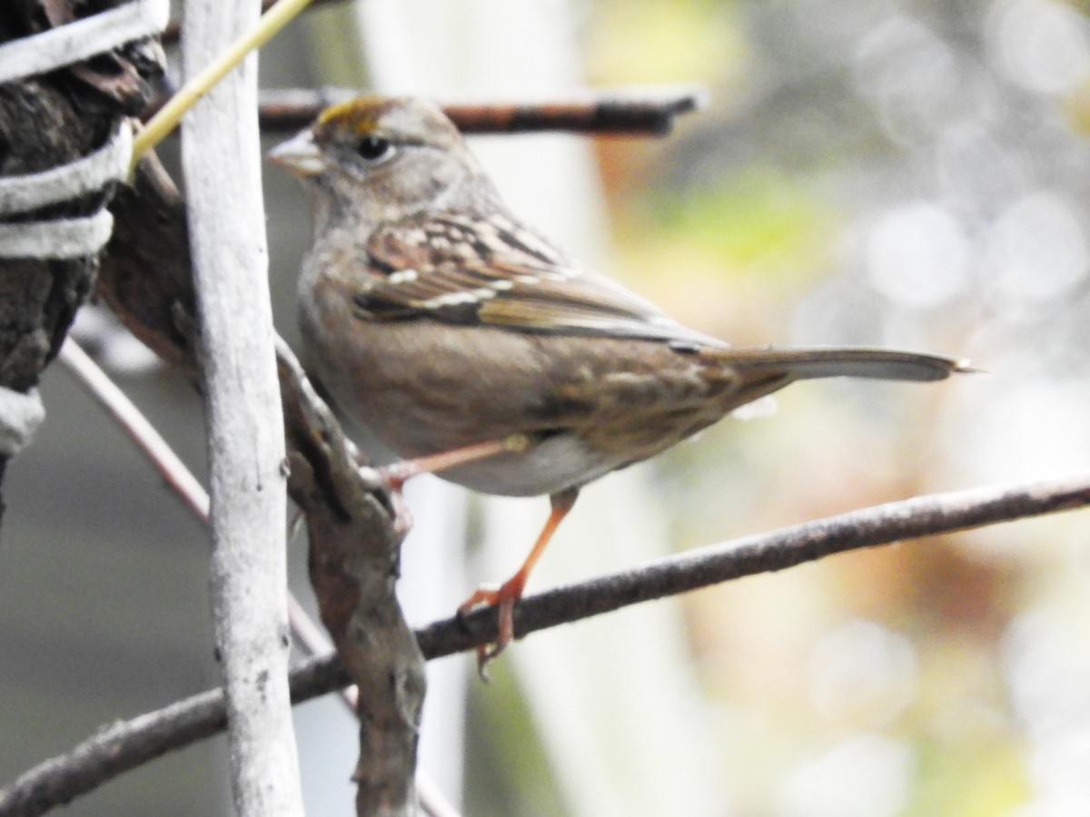 Golden-crowned Sparrow - ML646370803
