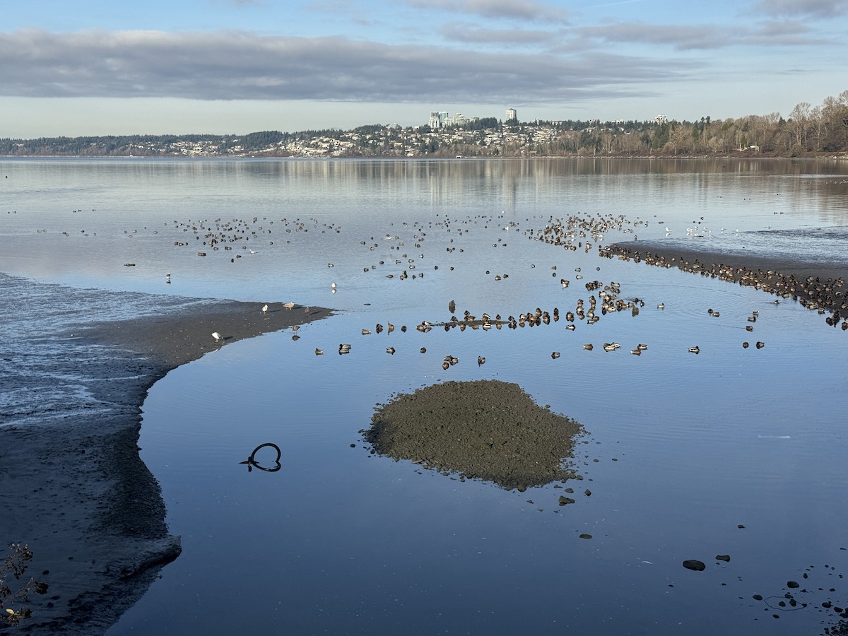 Mallard - ML646370806