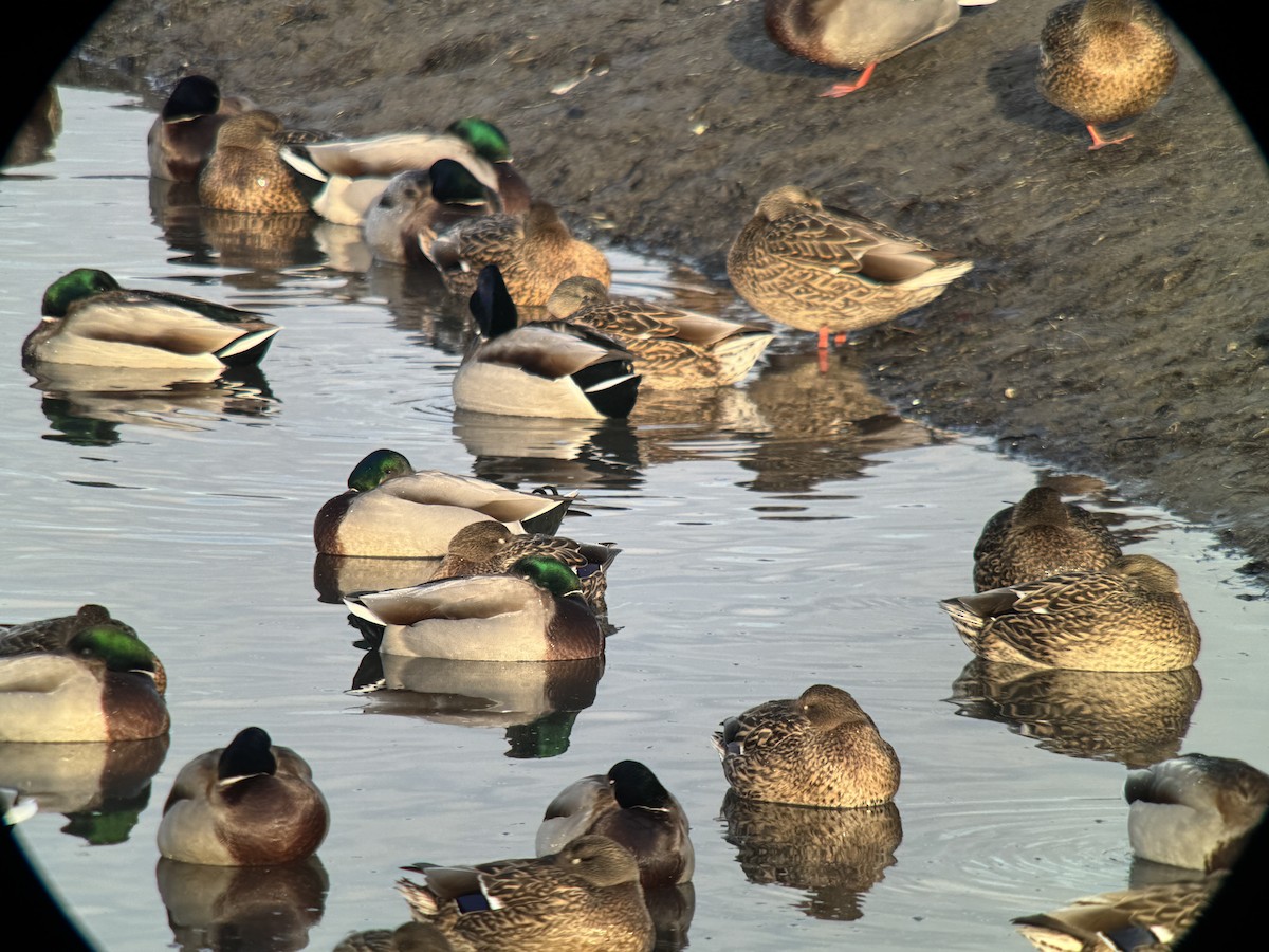 Mallard - ML646370811