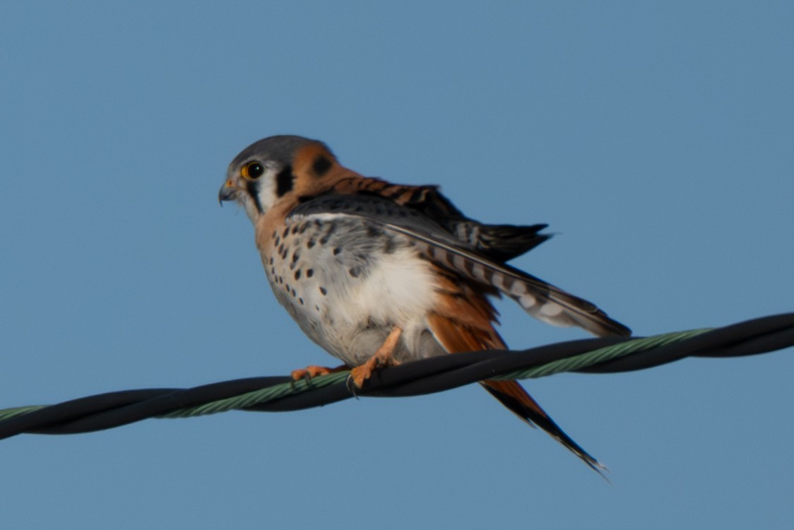 American Kestrel - ML646370813