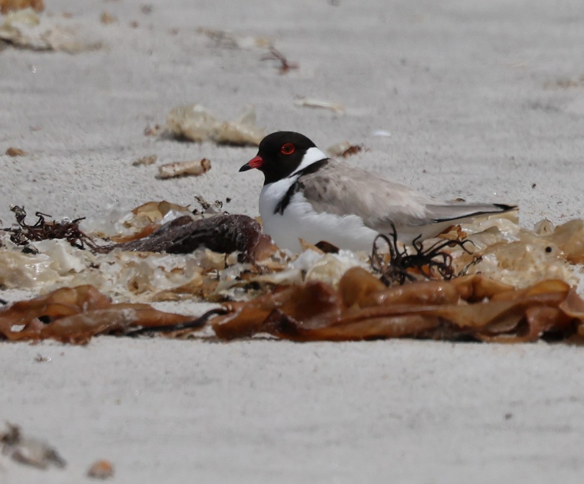 Hooded Plover - ML646370815