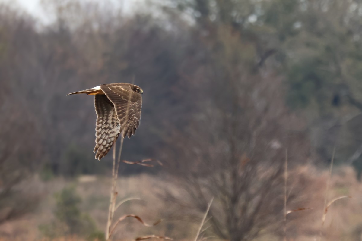Northern Harrier - ML646370816
