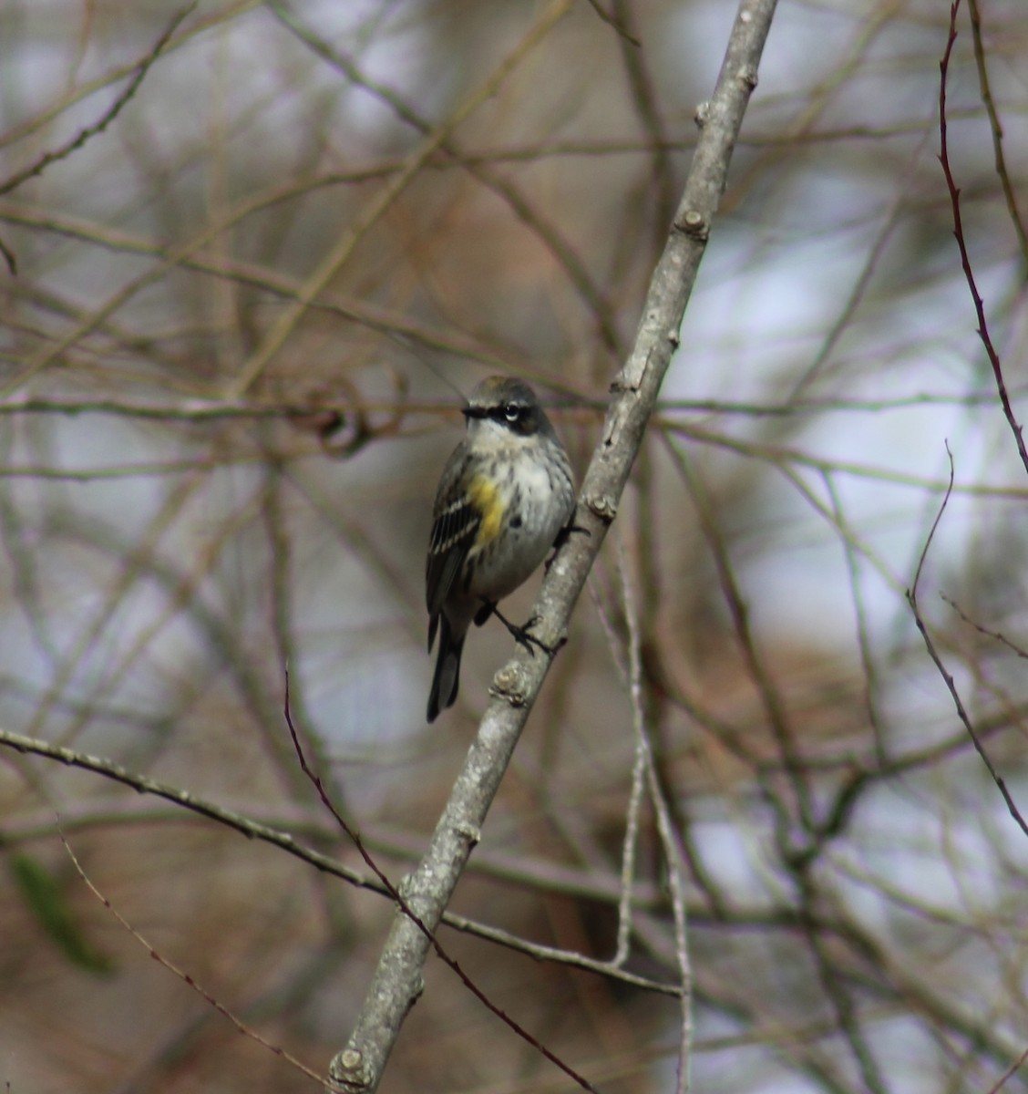 Пісняр-лісовик жовтогузий - ML646370817
