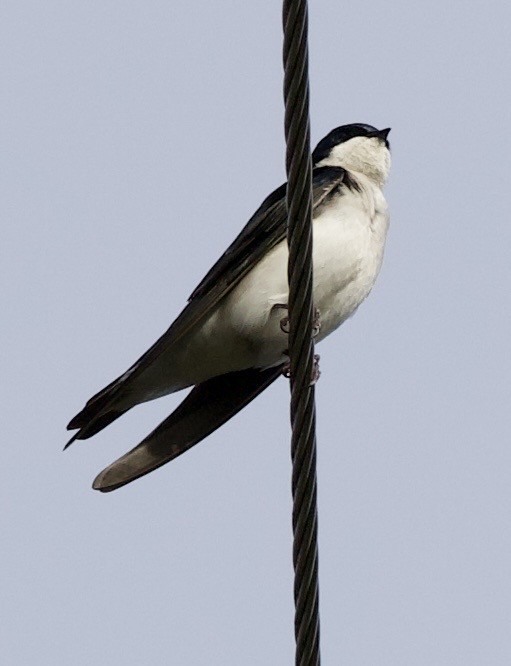 Tree Swallow - ML646370818