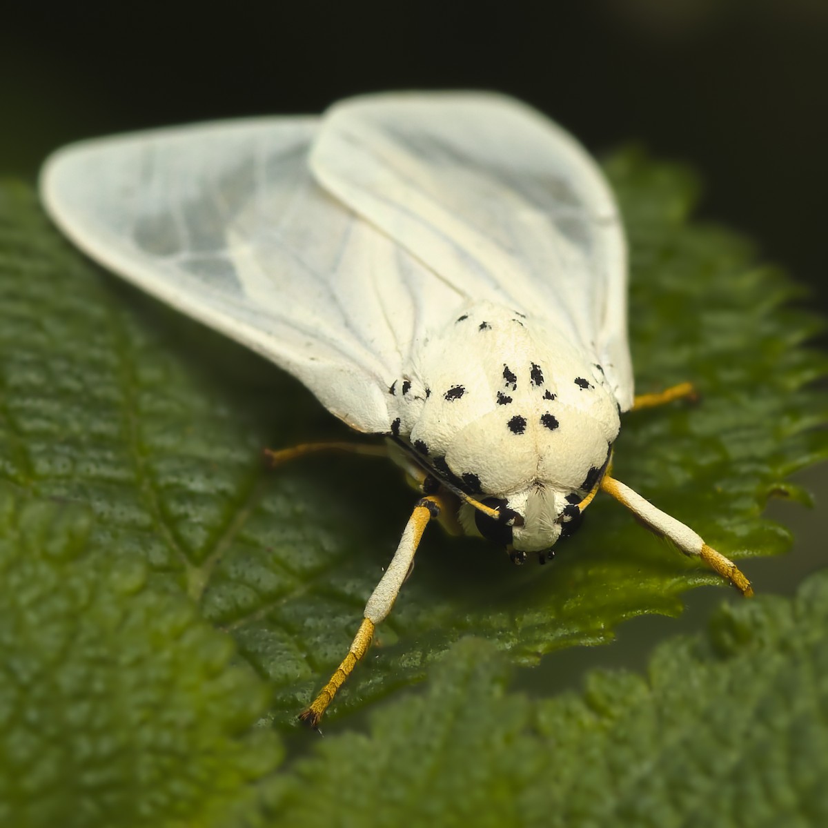 White Frother - ML646370820