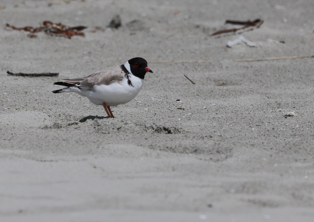Hooded Plover - ML646370822