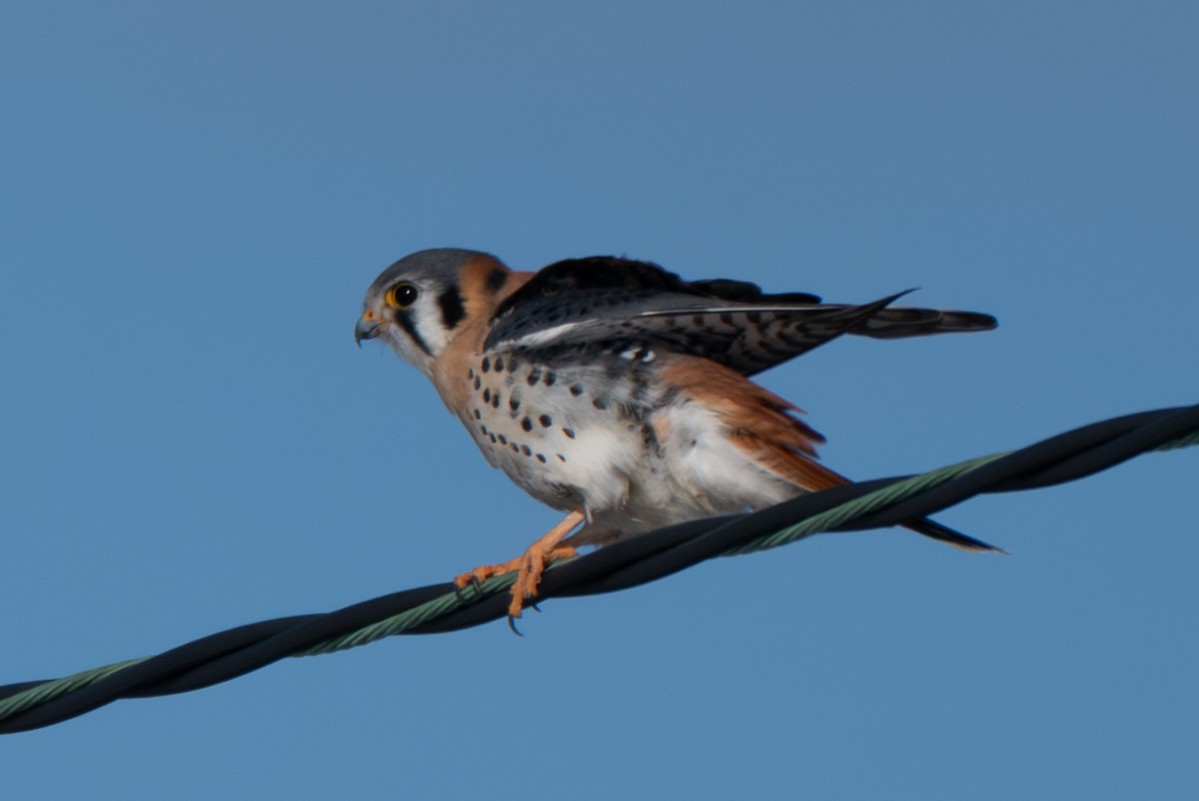 American Kestrel - ML646370823