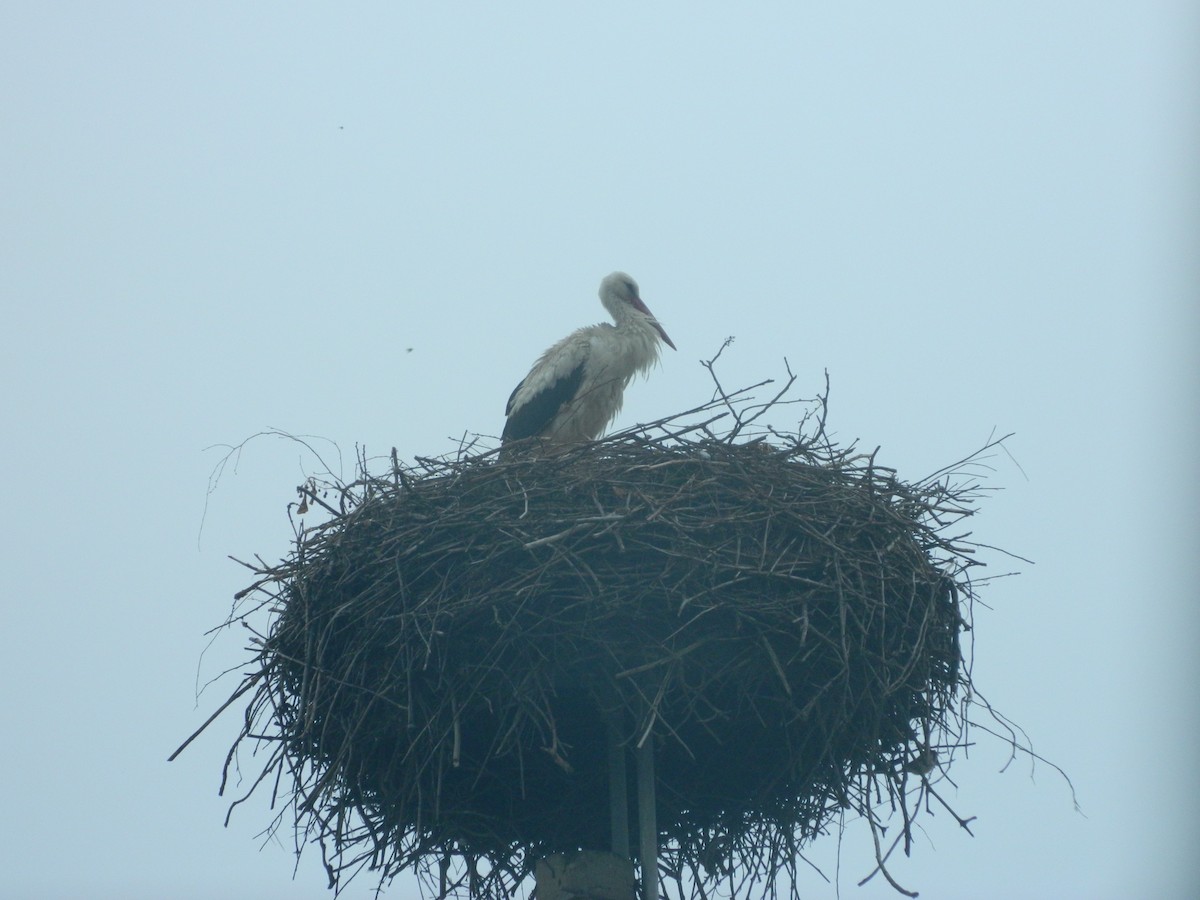 White Stork - ML646370824