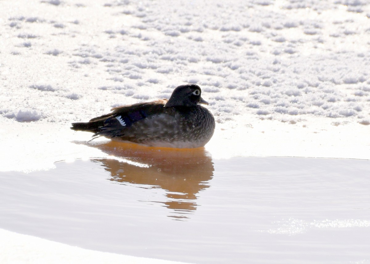Wood Duck - ML646370825