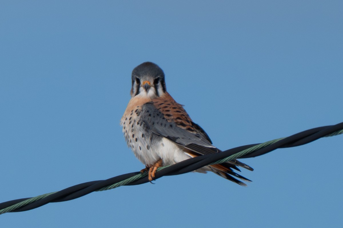 American Kestrel - ML646370826