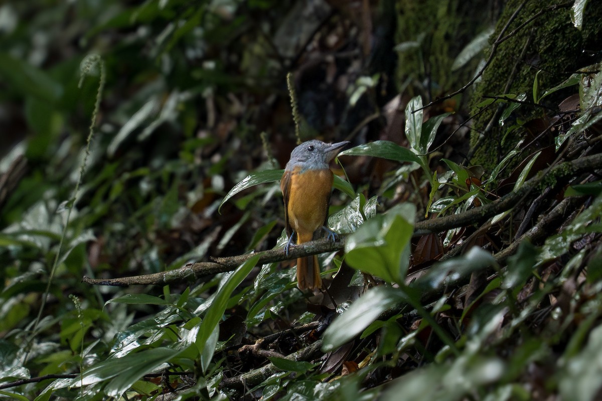 Gray-hooded Attila - ML646370828