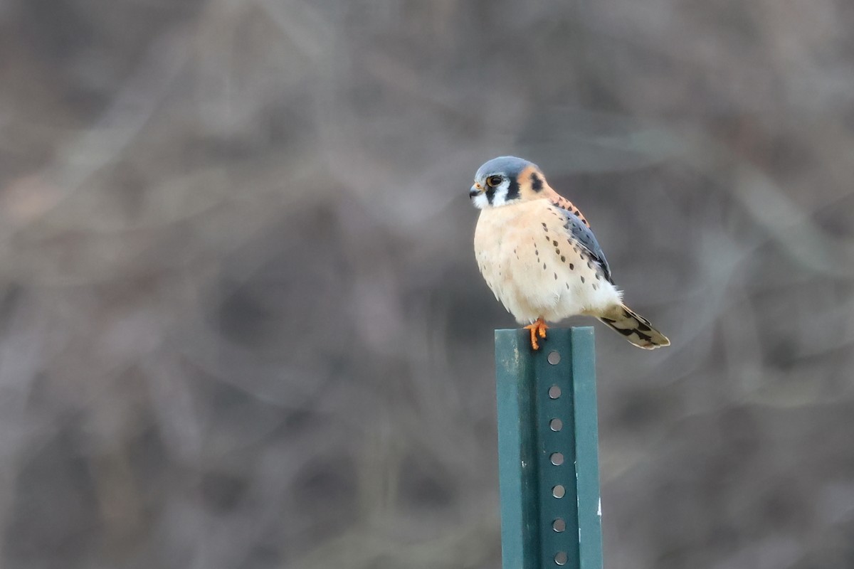 American Kestrel - ML646370829