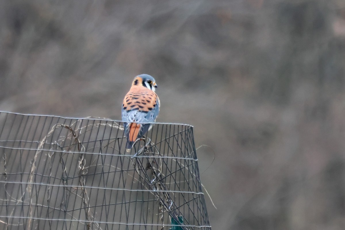 American Kestrel - ML646370830