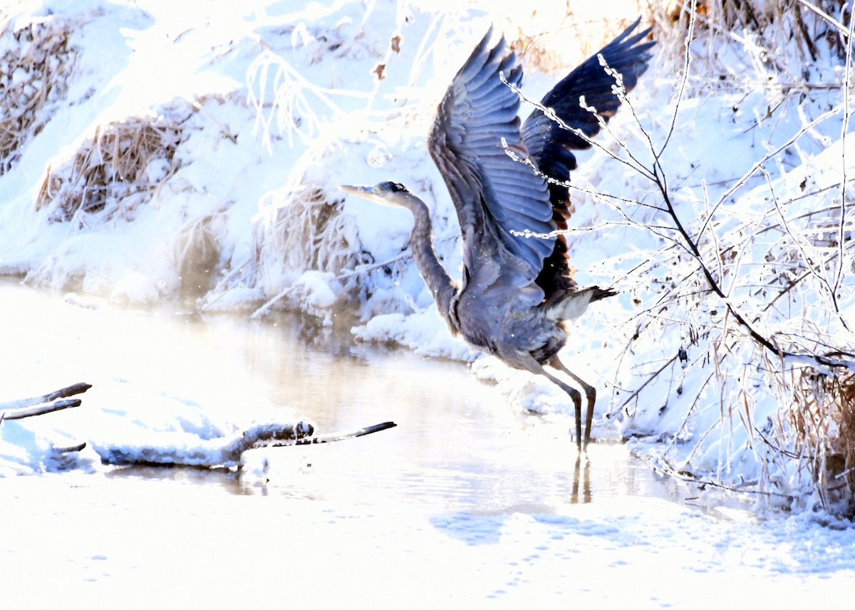 Great Blue Heron - ML646370832