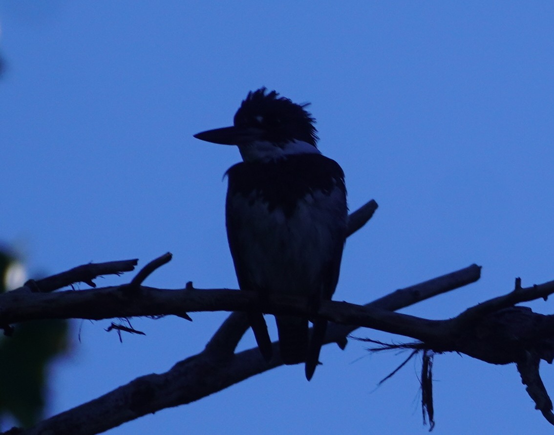 Belted Kingfisher - ML646370833
