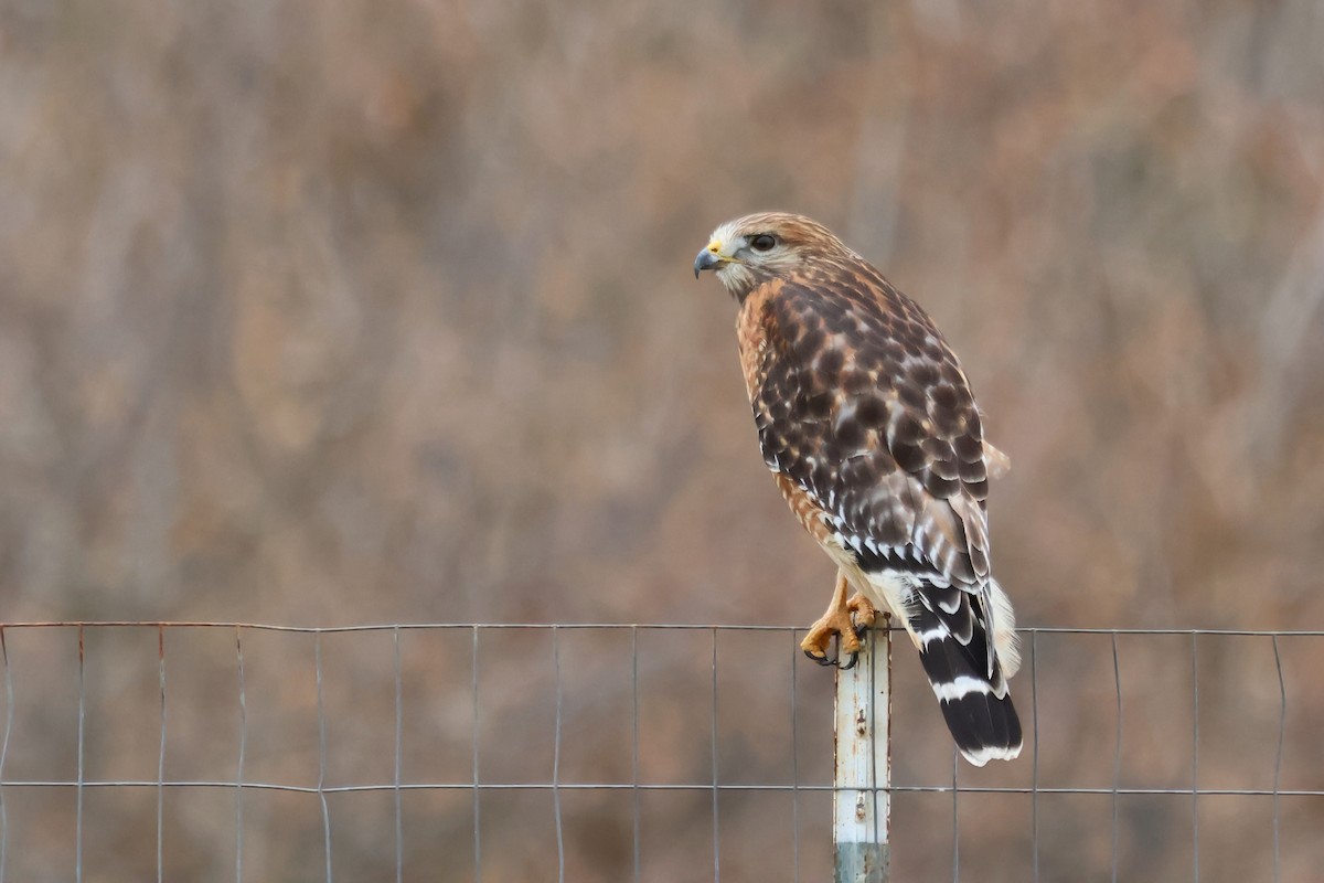 Red-shouldered Hawk - ML646370836