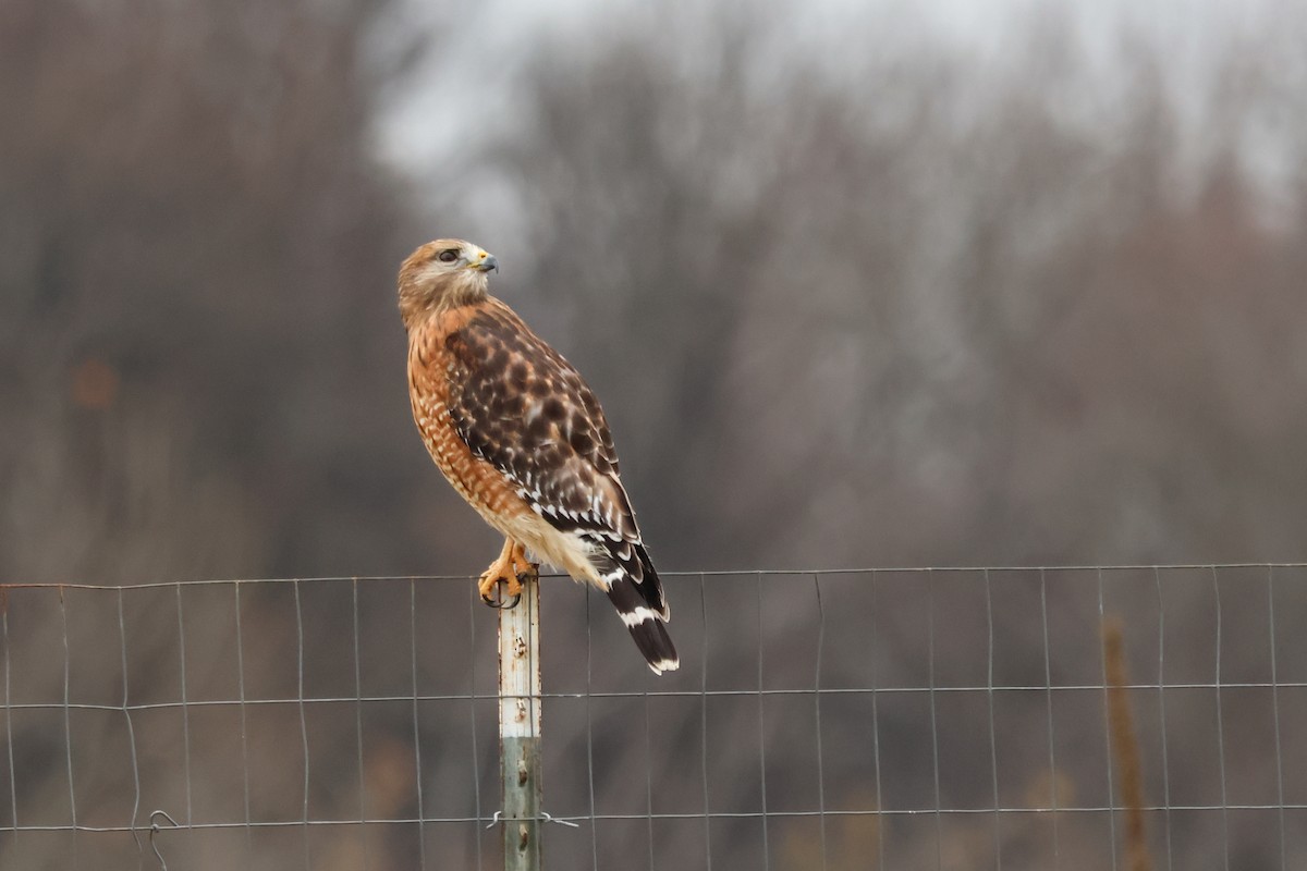 Red-shouldered Hawk - ML646370837