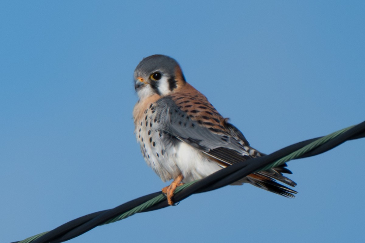 American Kestrel - ML646370839