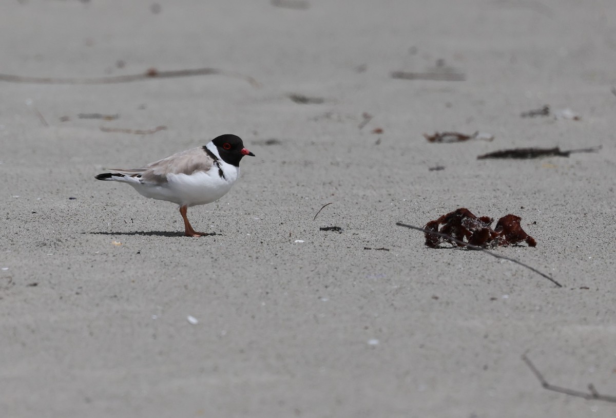 Hooded Plover - ML646370840