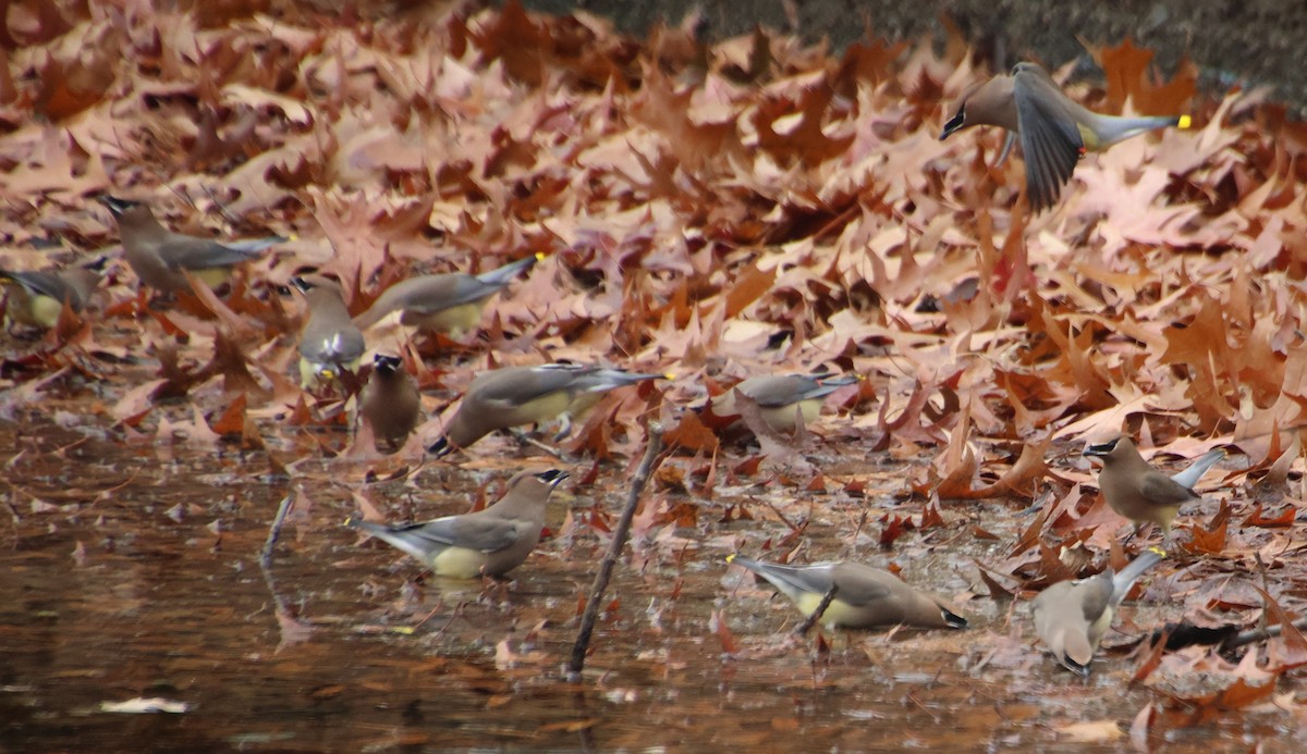 Cedar Waxwing - ML646370841