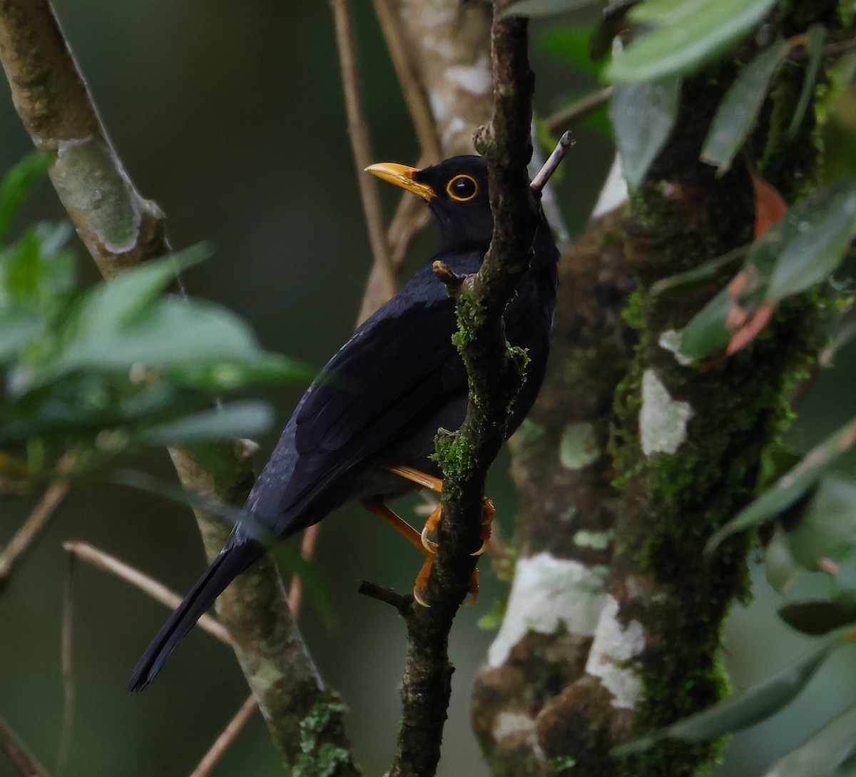 Yellow-legged Thrush - ML646370842