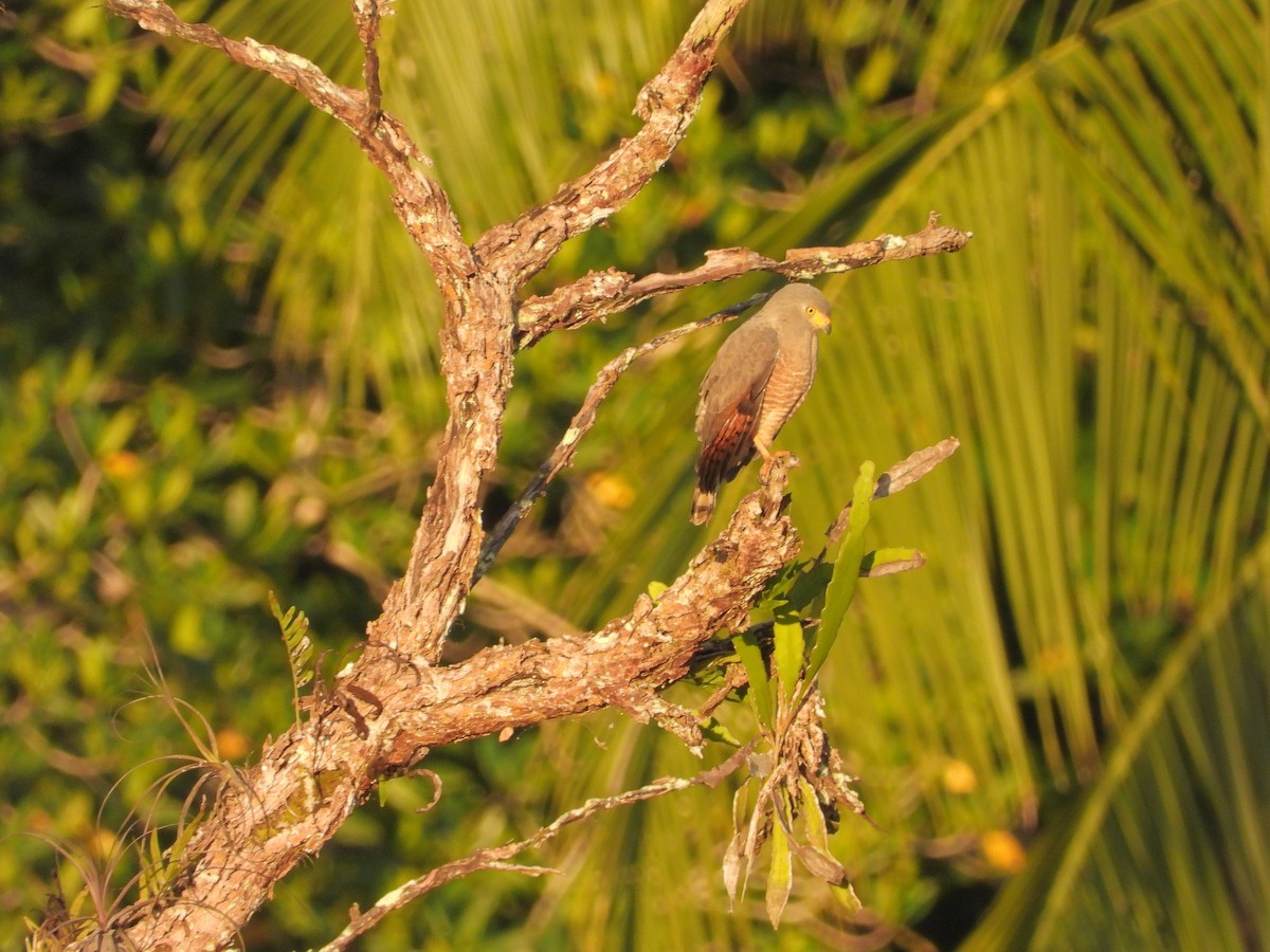 Yol Şahini - ML646370844