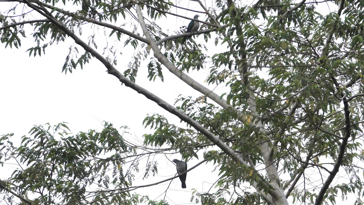 Spectacled Imperial-Pigeon - ML646370845