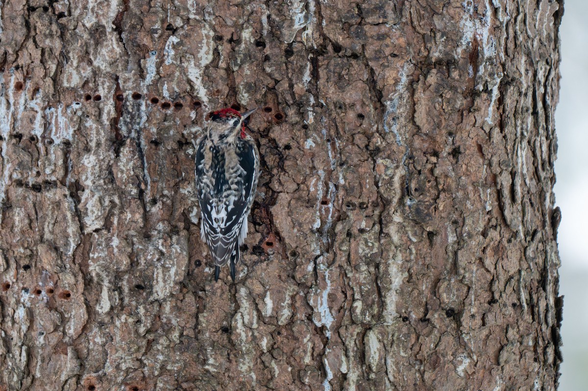 Yellow-bellied Sapsucker - ML646370849