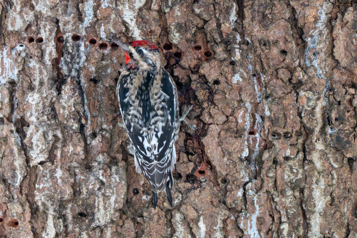 Yellow-bellied Sapsucker - ML646370850