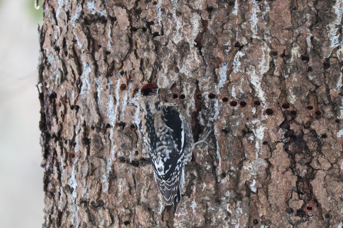 Yellow-bellied Sapsucker - ML646370852