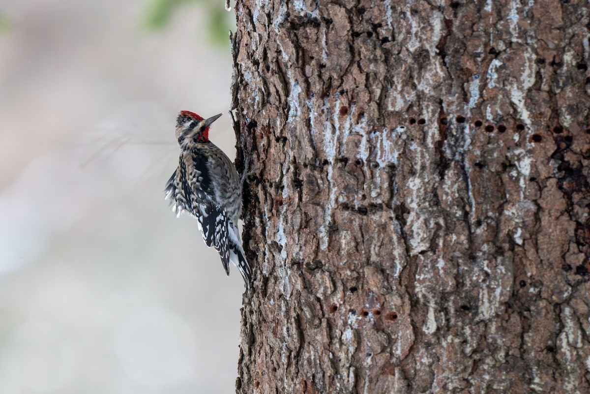 Yellow-bellied Sapsucker - ML646370853