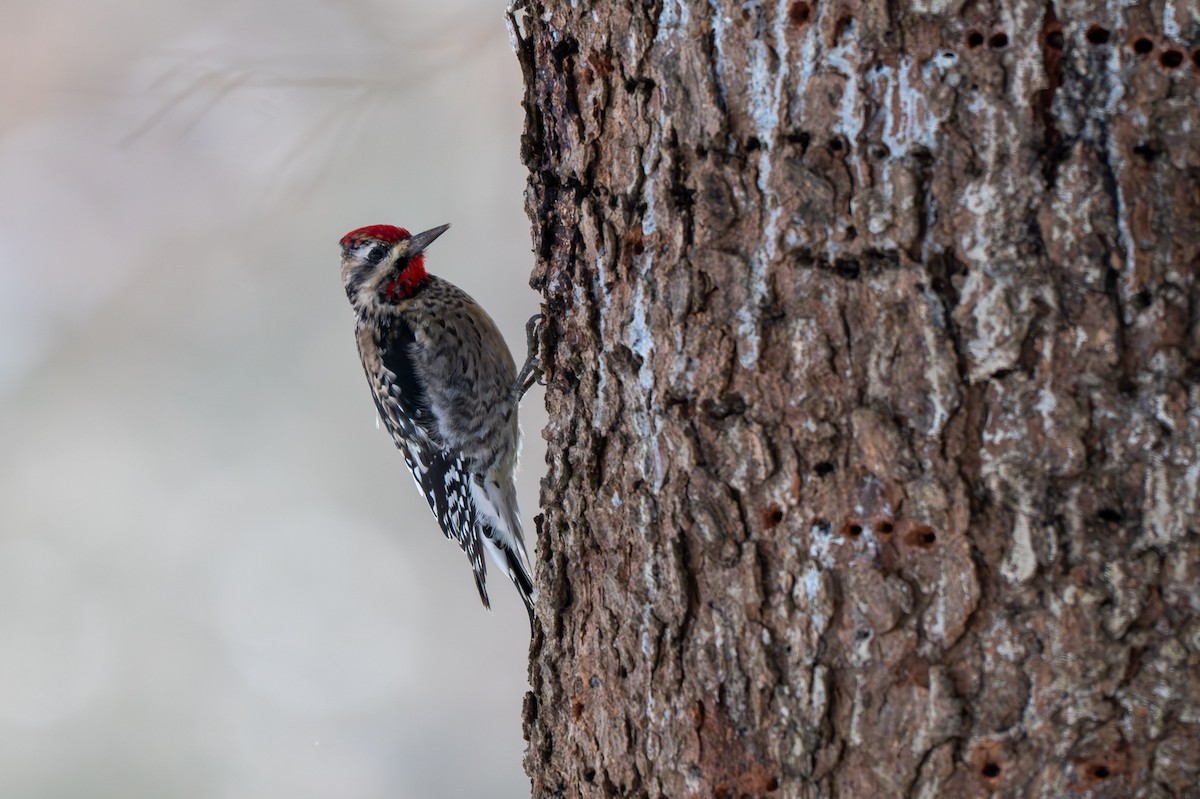 Yellow-bellied Sapsucker - ML646370855