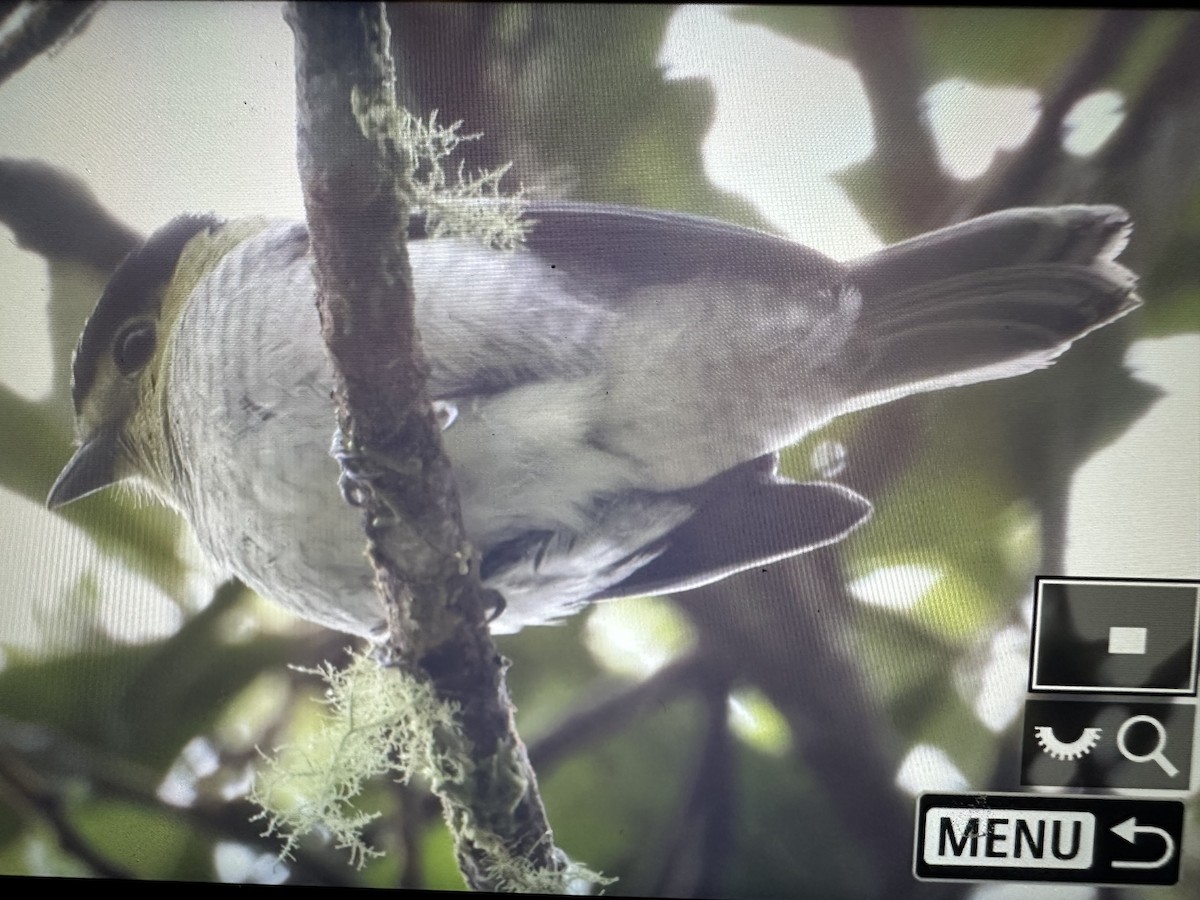 Barred Becard - ML646370858