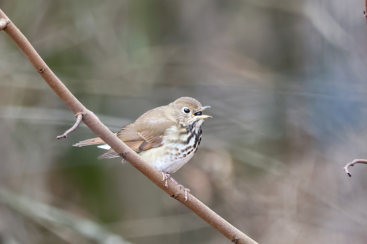 Hermit Thrush - ML646370859