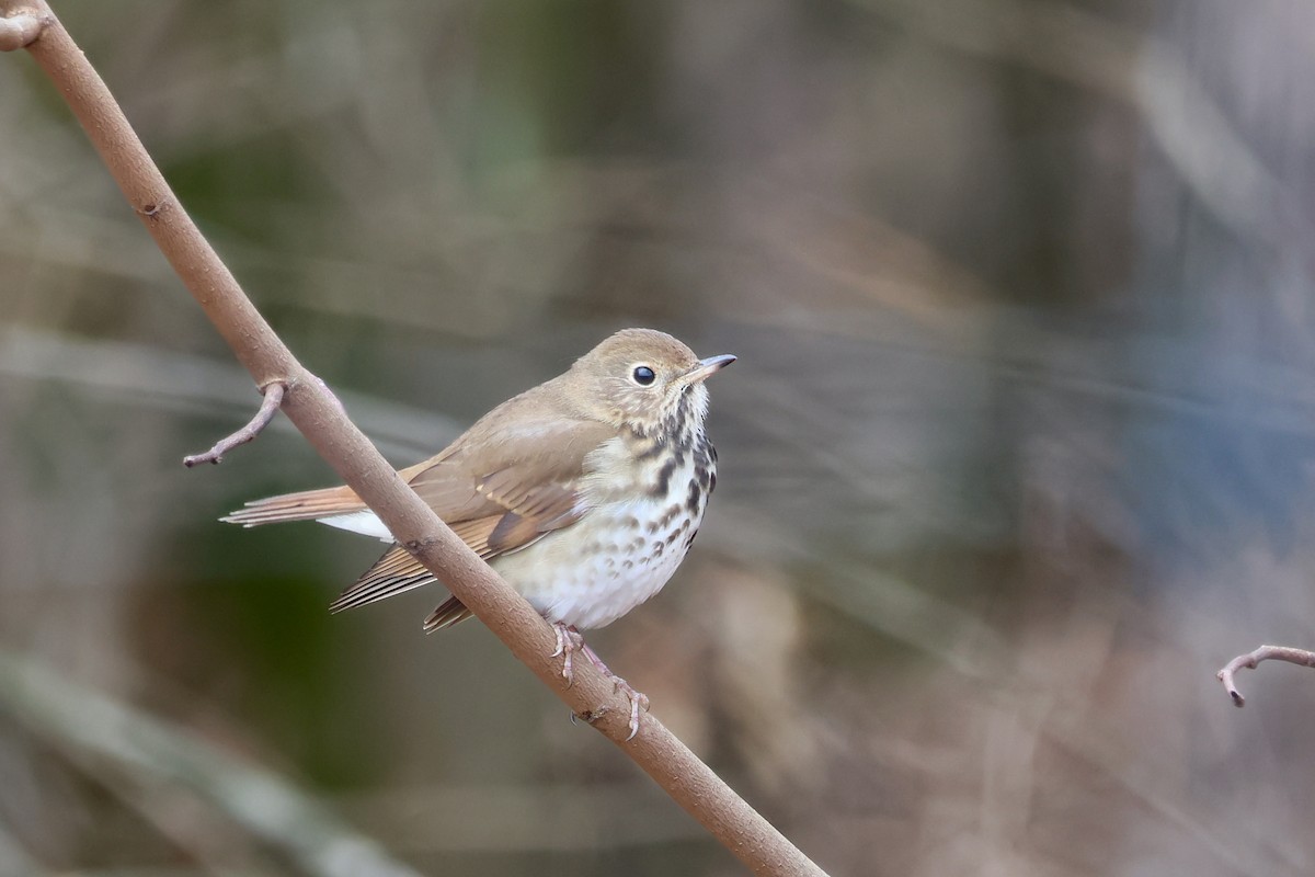 Hermit Thrush - ML646370860