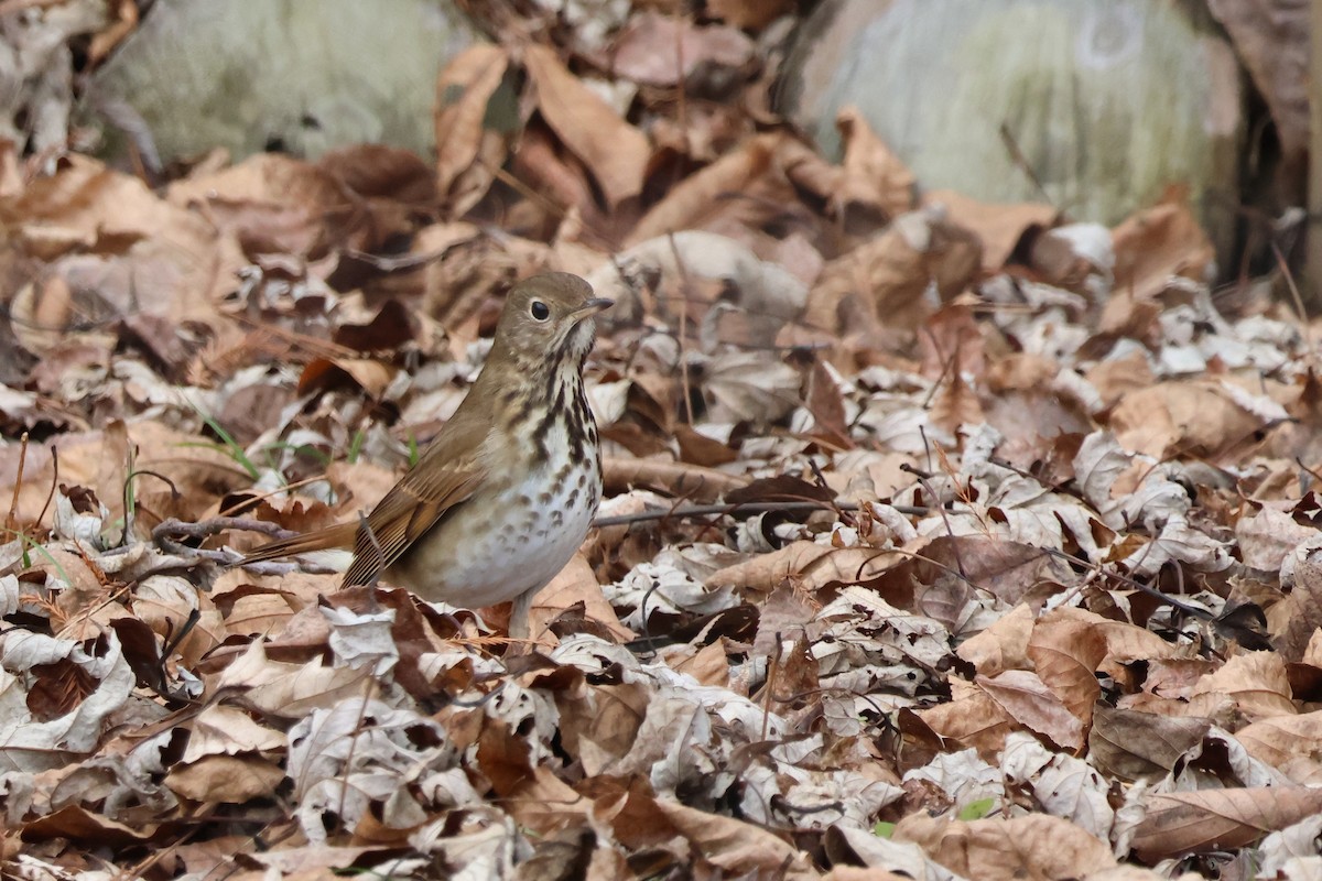 Hermit Thrush - ML646370861
