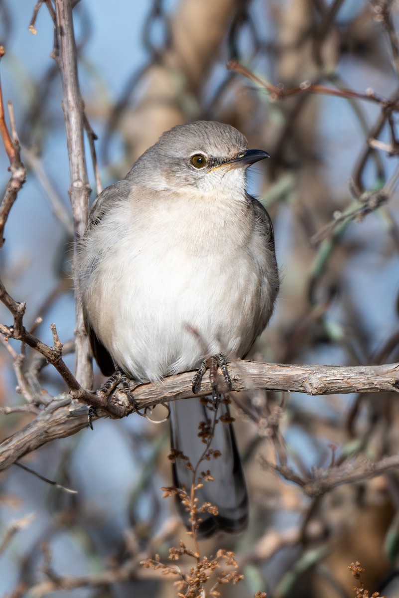 Пересмішник багатоголосий - ML646370862