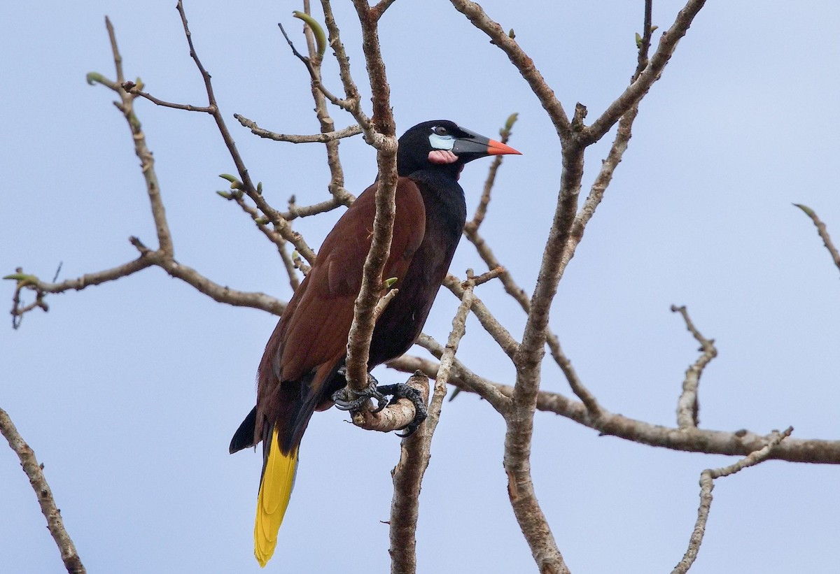 Montezuma Oropendola - ML646370863