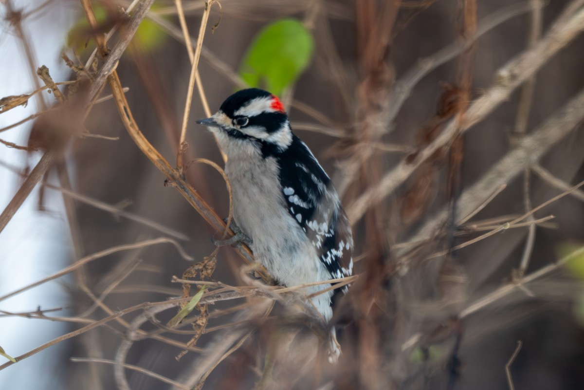 Downy Woodpecker - ML646370864